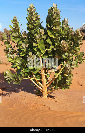 Calotrope, Apple von Sodom, Sodom Apfel, Mudar, Osheror Stabragh (Calotropis Procera, Asclepias Procera, A. Gigantea) in Halbwüste, Marokko Stockfoto