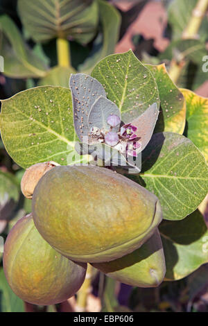 Calotrope, Apple von Sodom, Sodom Apfel, Mudar, Osheror Stabragh (Calotropis Procera, Asclepias Procera, A. Gigantea), blühen, Marokko Stockfoto