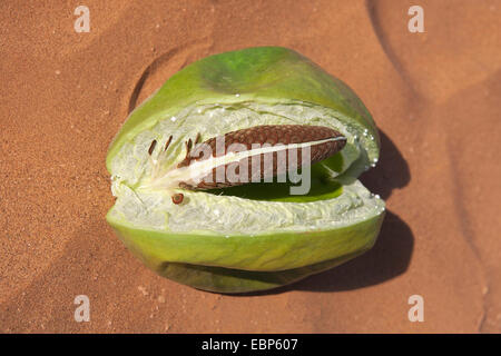 Calotrope, Apple von Sodom, Sodom Apfel, Mudar, Osheror Stabragh (Calotropis Procera, Asclepias Procera, A. Gigantea), eröffnet Obst, Sodom Apfel, Marokko Stockfoto