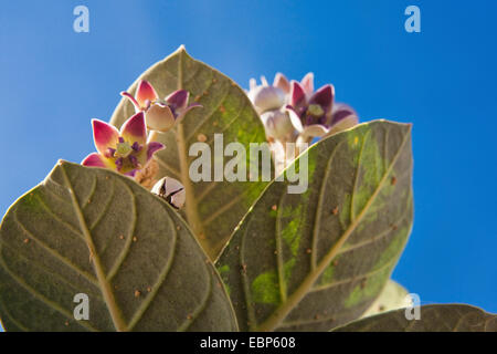 Calotrope, Apple von Sodom, Sodom Apfel, Mudar, Osheror Stabragh (Calotropis Procera, Asclepias Procera, A. Gigantea), blühen, Marokko Stockfoto