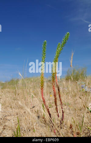 Meer-Wolfsmilch (Euphorbia Paralias), in den Dünen am Strand, Frankreich, Bretagne Stockfoto