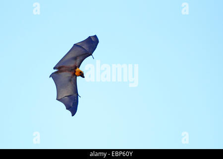 Seychellen-Flughund, Seychellen-Flughund (Pteropus Seychellensis), fliegen, Seychellen, Mahe Stockfoto