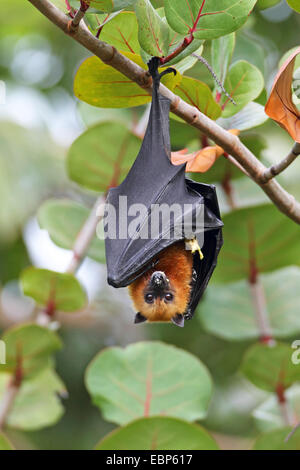 Seychellen-Flughund, Seychellen-Flughund (Pteropus Seychellensis) hängt in einem Baum, Seychellen, Mahe Stockfoto