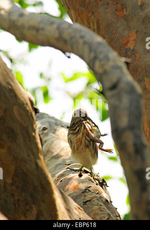 Chinesischen Teich Reiher (Ardeola Bacchus), chinesische Teich Heron mit preyed Frosch in Rechnung, Sri Lanka, Wilpattu Nationalpark Stockfoto