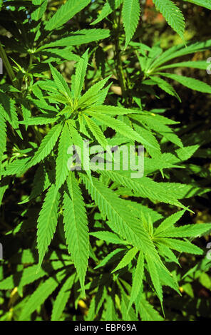 Indischer Hanf, Marihuana, Mary Jane (Cannabis Sativa), Blätter Stockfoto
