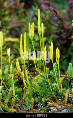 Elch-Moos, laufende Bärlappen, läuft Boden-Kiefer, Hirsche-Horn Bärlappen, gemeinsame Bärlapp (Lycopodium Clavatum), mit Zapfen, Deutschland Stockfoto