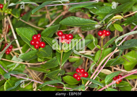 Woodbine Geißblatt, englische wilden Geißblatt (Lonicera Periclymenum), Fruchtbildung, Deutschland Stockfoto