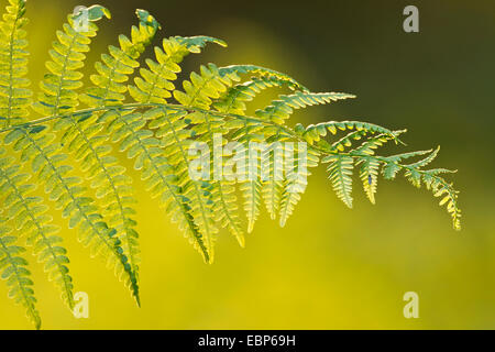 Adlerfarn Farn (Pteridium Aquilinum), Detail von einem Blatt, Deutschland, Sachsen Stockfoto