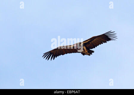 Ohrengeier-faced Vulture (Aegypius Tracheliotus, Torgos Tracheliotus), fliegen, Südafrika, Kgalagadi Transfrontier National Park Stockfoto