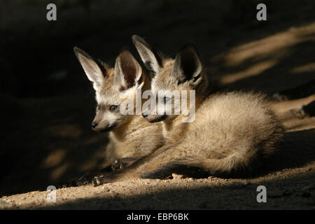 Hieb-eared Fox Cubs (Otocyon Megalotis) in Dvur Kralove Zoo in Ostböhmen, Tschechien. Stockfoto