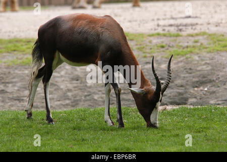 Blessböcke Antilope (Damaliscus Pygargus Pygarus) in Dvur Kralove Zoo in Ostböhmen, Tschechien. Stockfoto