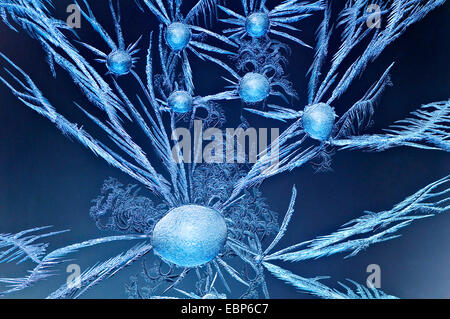 Eisblumen am Fenster Stockfoto