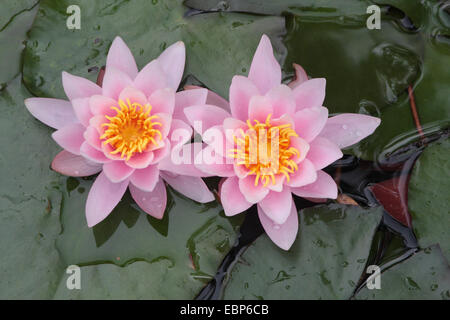 Seerose, Lily Pond (Nymphaea spec.), zwei rosa Blüten Stockfoto