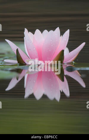 Seerose, Lily Pond (Nymphaea spec.), zwei rosa Blüten mit Reflexion Stockfoto