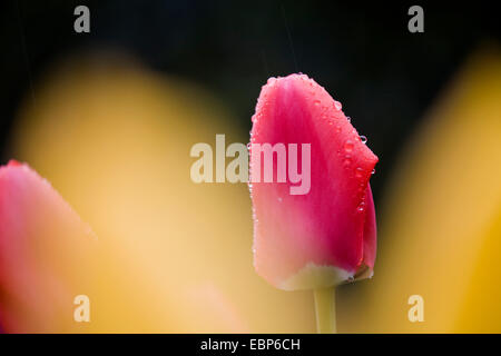 gemeinsamer Garten Tulpe (Tulipa Gesneriana), blüht mit Regentropfen Stockfoto