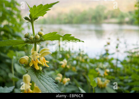 gelbe Toten-Nessel (Lamium Galeobdolon), blühen am Ufer eines Flusses, Deutschland, Baden-Württemberg Stockfoto