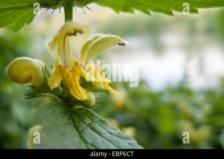 gelbe Toten-Nessel (Lamium Galeobdolon), Wirtel von Blumen, Deutschland, Baden-Württemberg Stockfoto