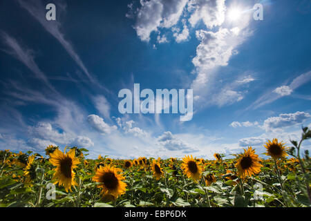 gewöhnliche Sonnenblume (Helianthus Annuus), Blick vom Sonnenblumenfeld an einem dramatischen Wolkenhimmel, Deutschland, Sachsen Stockfoto