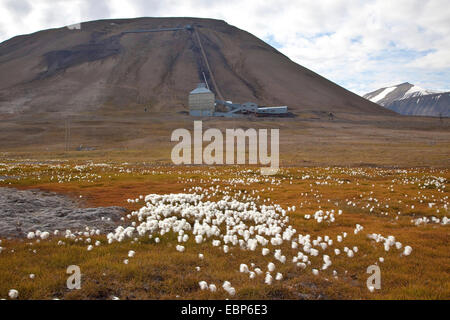 Zeche in der Tundra-Landschaft, Norwegen, Spitzbergen, Longyaerbyen Stockfoto