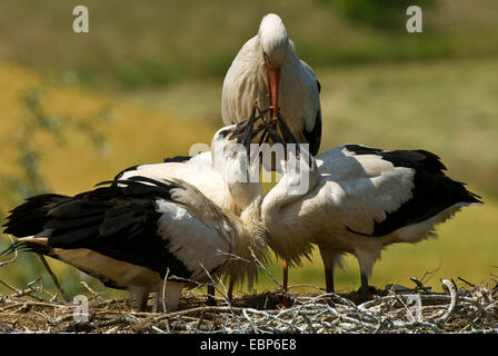 Weißstorch (Ciconia Ciconia), Fütterung der Jungvögel im Nest, Deutschland, Nordrhein-Westfalen Stockfoto