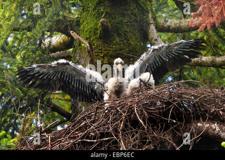 Schwarzstorch (Ciconia Nigra), Jungvogel mit nach unten Gefieder verbreiten seine Flügel in das Nest in einer alten Tanne, Oberbayern, Oberbayern, Bayern, Deutschland Stockfoto