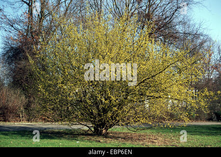 Cornelian Cherry Holz (Cornus Mas), blühen in einem Park, Deutschland Stockfoto