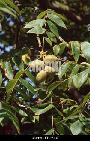 weiß Walnuss, Butternuss (Juglans Cinerea), Zweig mit Früchten Stockfoto