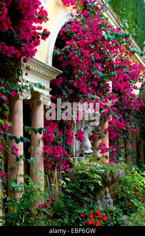 Papierfabrik, Four-o'clock (Bougainvillea-Hybride), Repliken von antiken Collums und Statuen im Garten der Villa Ephrussi de Rothschild überwuchert von blühenden Blumen, Frankreich, Saint-Jean-Cap-Ferrat Stockfoto