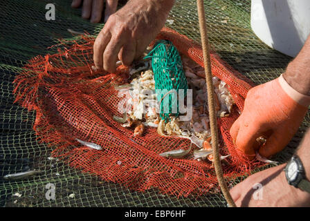 Fischer sammeln Fische aus ihrem Netz, Les Sables-d ' Olonne, Frankreich, Poitou Vend e, Charente-Maritime Stockfoto