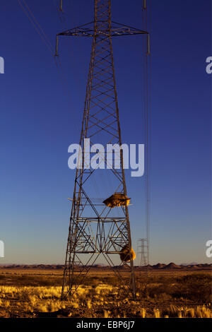 Spekes Weaver (Textor Spekes), Speake Weber Nest am Mast, Namibia, Keetmanshoop Stockfoto