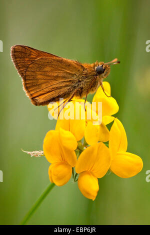 Großen Skipper (Ochlodes Venatus, Ochlodes Venata, Ochlodes Sylvanus), sitzt auf einem Vogel's – Fuß Trefoil, Deutschland, Mecklenburg-Vorpommern, Rostocker Heide Stockfoto