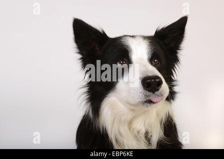Border-Collie Hund Hunde Haustiere Haustiere Tier weiß Hintergrund Studio Portrait uk Stockfoto