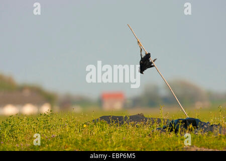 AAS-Krähe (Corvus Corone, Corvus Corone Corone), kopfüber aus einem Holzstab stecken in einer Wiese neben einem Kadaver, Niederlande, Texel Stockfoto