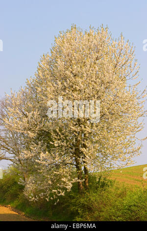 Süße Kirsche, Gean, Mazzard (Prunus Avium), Wildkirsche, Blomming Baum auf einem Feldweg, Deutschland Stockfoto