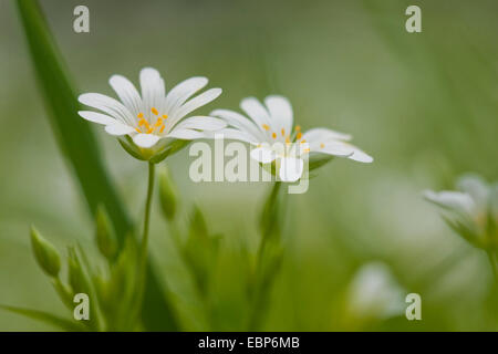 Easterbell Hahnenfußgewächse, größere Stitchwort (Stellaria Holostea), Blumen, Deutschland, Rheinland-Pfalz Stockfoto