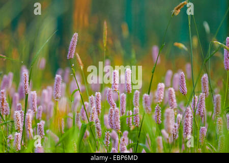 Gemeinsamen cm, Wiese cm (Polygonum Bistorta, Bistorta Officinalis, Bistorta major, Persicaria Bistorta), bloomin auf einer Wiese, Deutschland, Nordrhein-Westfalen Stockfoto