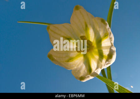 Schneeflocke (Leucojum Vernum) Frühling, Blume von unten, Deutschland Stockfoto