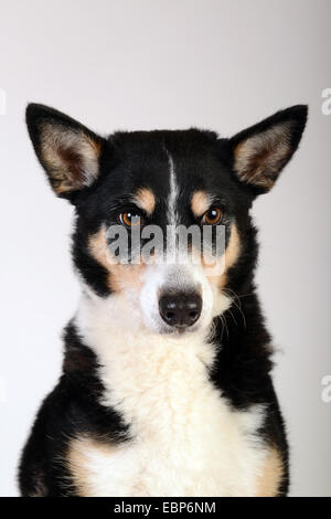 Haustier Haustiere Hund Hunde Mischling Mischling Studio Portrait weißen Hintergrund Stockfoto