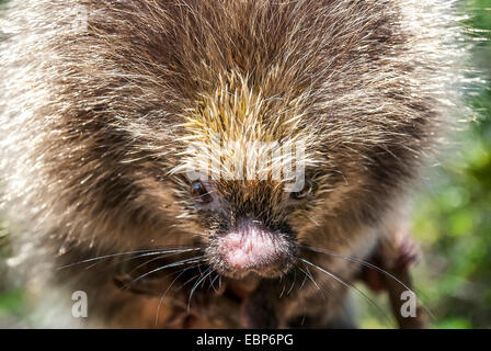 Enger Tier Porträt ein Orange-spined behaarte Zwerg Stachelschwein (Sphiggurus Villosus), fotografiert im State Park Paulo Cesa Stockfoto