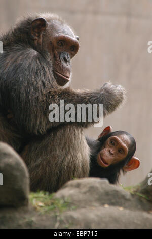 Schimpanse (Pan Troglodytes) mit einem Baby im Dusit Zoo in Bangkok, Thailand. Stockfoto