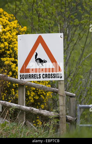 Schild Warnung vor roten Eichhörnchen crossing Road, Großbritannien, Schottland Stockfoto