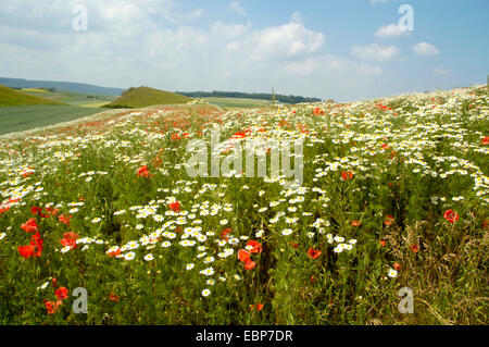 gemeinsamen Mohn, Klatschmohn, roter Mohn (Papaver Rhoeas), brachliegendes Feld mit Mohn und geruchlos Mayweed, Deutschland, Baden-Württemberg Stockfoto