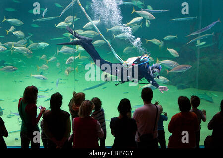 Urlauber, die auf riesige Aquarium, ein Taucher, die Fütterung der Fische Stockfoto