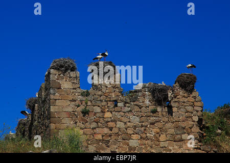 Weißstorch (Ciconia Ciconia), Zucht in einer Haus-Ruine, Spanien, Extremadura Stockfoto