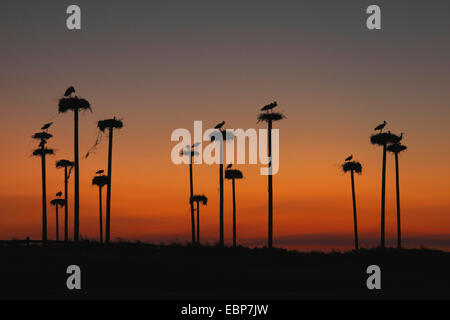 Weißstorch (Ciconia Ciconia), Kolonie bei Sonnenuntergang, Spanien, Extremadura Stockfoto