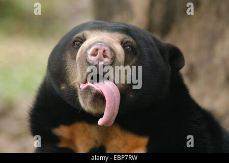 Malayischen Sonne Bär (Helarctos Malayanus) mit seiner langen Zunge im Dusit Zoo in Bangkok, Thailand. Stockfoto