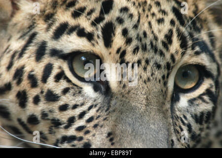 Persischer Leopard (Panthera Pardus Saxicolor) im Zoo von Jihlava in Ostböhmen, Tschechien. Stockfoto