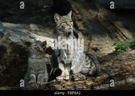 Europäische Wildkatze (Felis Silvestris Silvestris) mit einem Kätzchen im Jihlava Zoo in Ostböhmen, Tschechien. Stockfoto