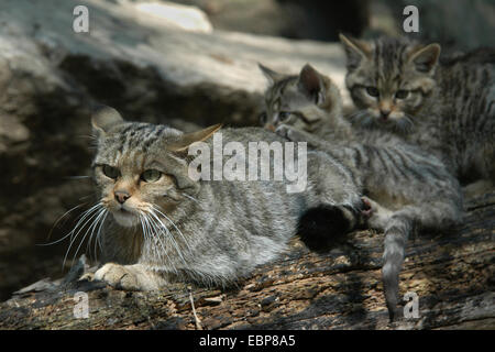 Europäische Wildkatze (Felis Silvestris Silvestris) mit Kätzchen im Jihlava Zoo in Ostböhmen, Tschechien. Stockfoto