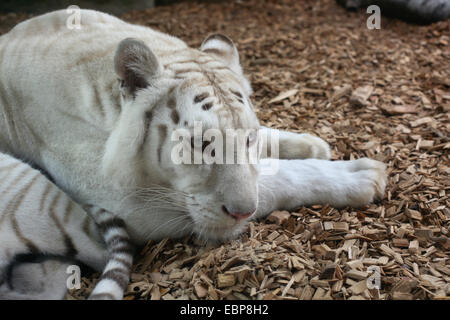 Weiße Tiger (Panthera Tigris Tigris) namens Artemis im Zoo von Liberec in Nordböhmen, Tschechien. Stockfoto